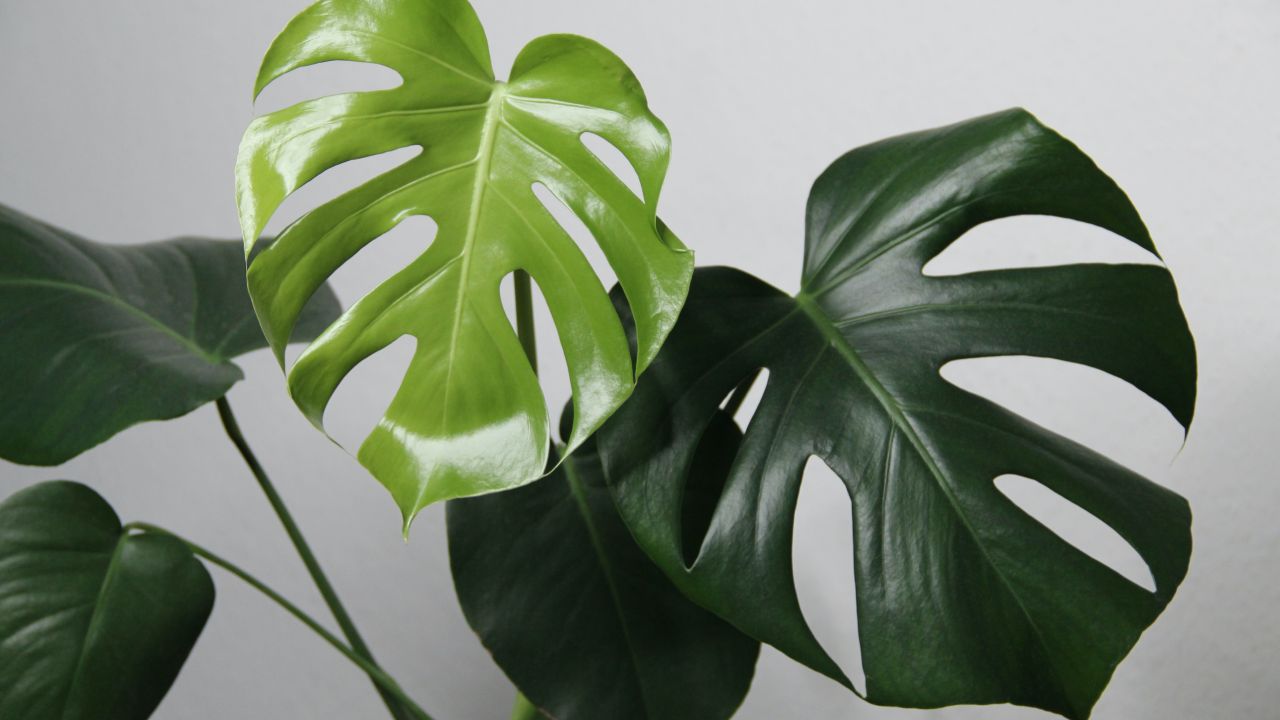 Ten cuidado con el fruto de la monstera deliciosa