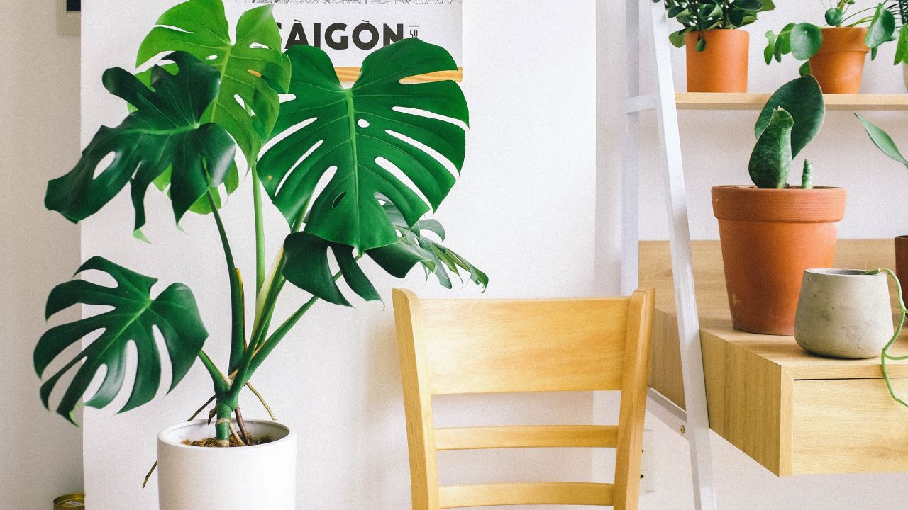 Conoce el fruto de tu mostera deliciosa