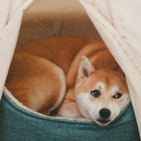 forma de limpiar la cama de tu perro