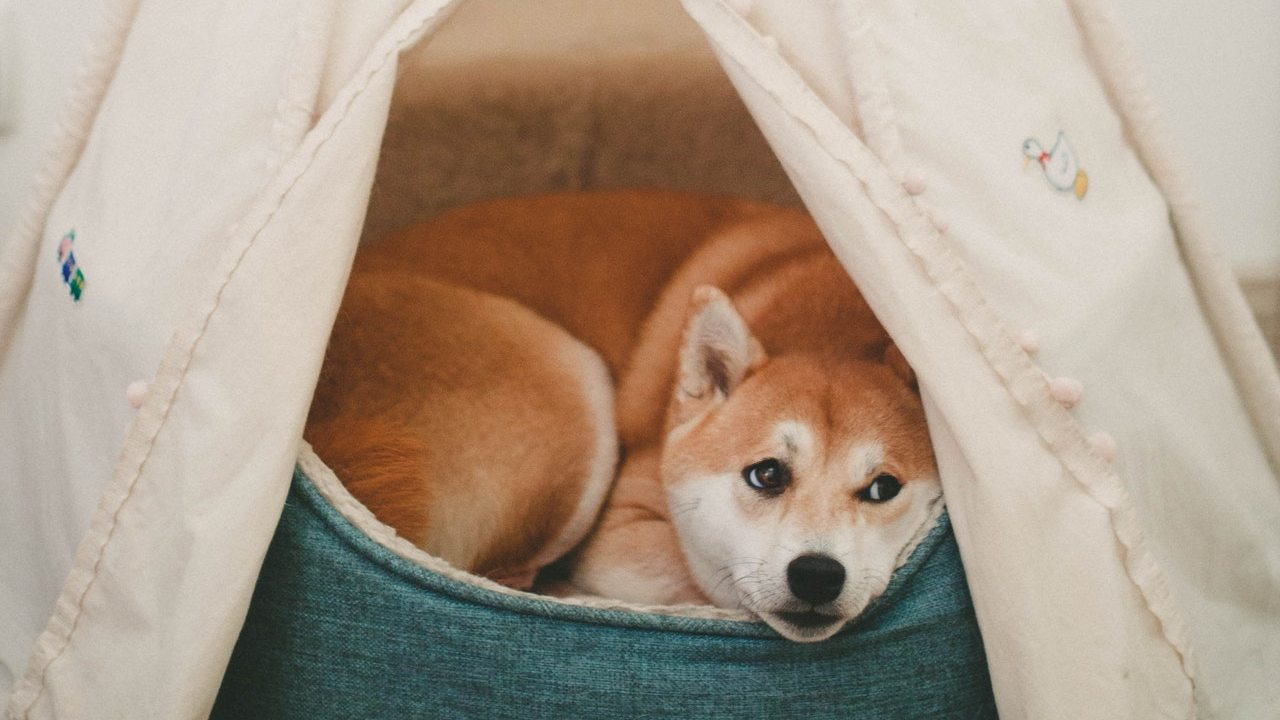 forma de limpiar la cama de tu perro