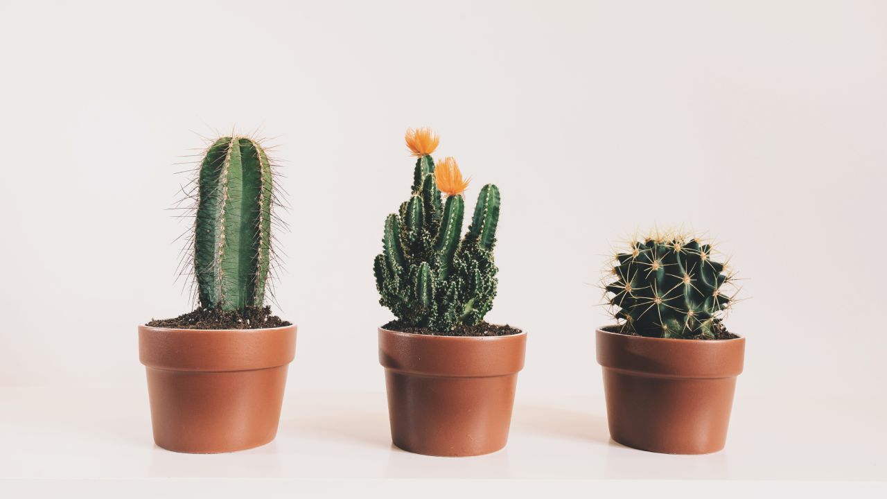 Crea un jardín de cactus con este método