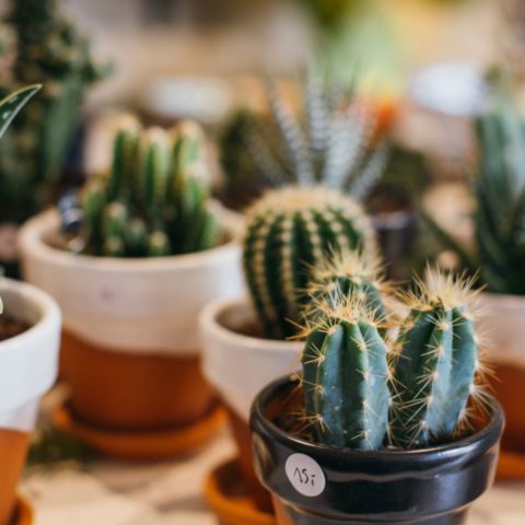 Si quieres llenar tu hogar de cactus y que vivan por siempre sigue este sencillo método
