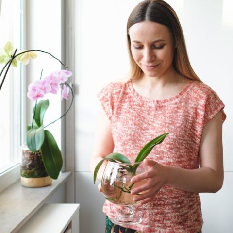 Cultiva orquídeas con esquejes