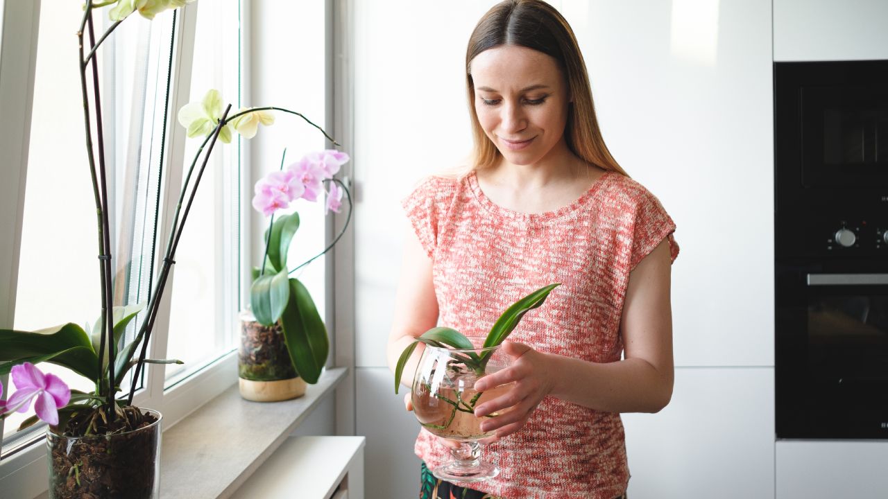 Cultiva orquídeas con esquejes