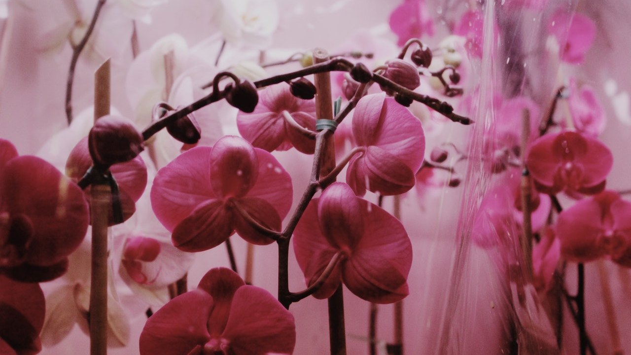 cómo revivir una orquidea marchita