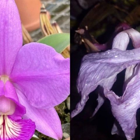 revivir una orquidea marchita paso a paso