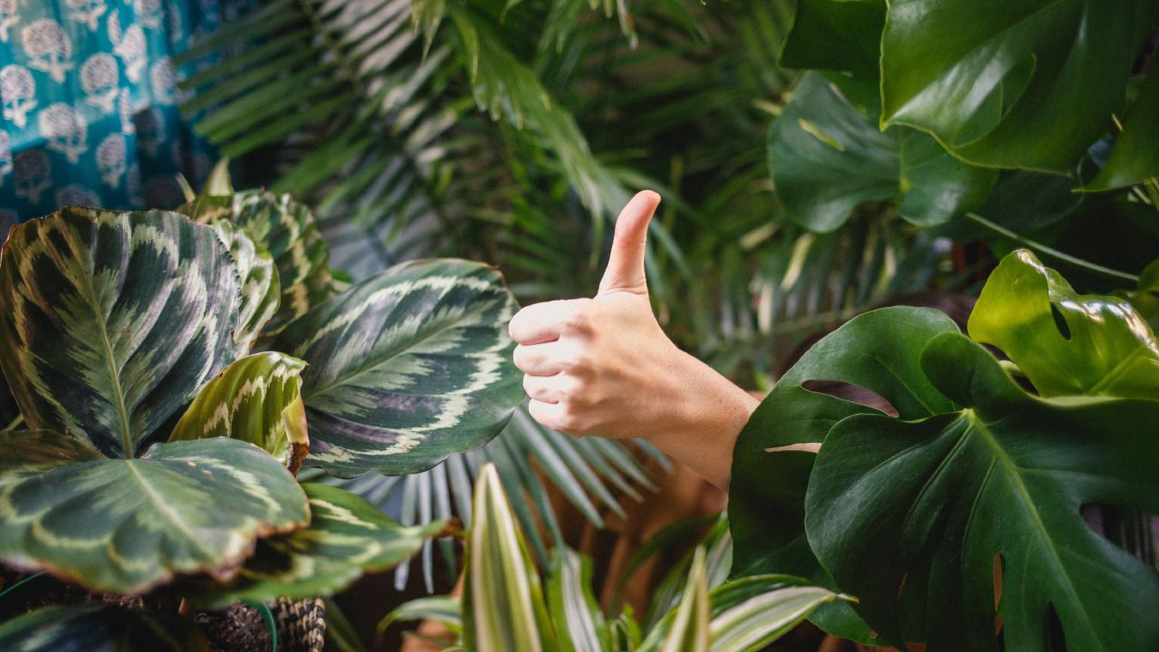Fertilizante de hojas para la jardinería del hogar