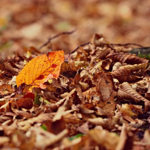 Nutre tus plantas de interior con hummus de hojas secas