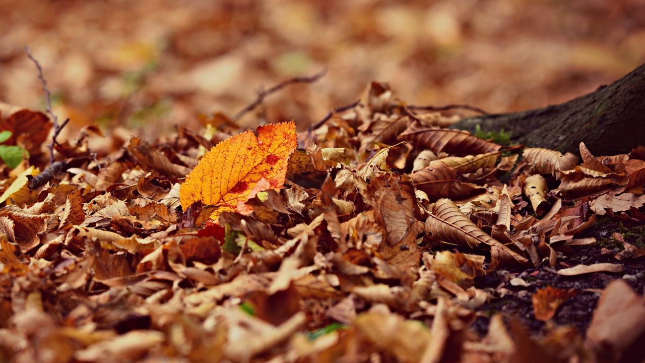 Nutre tus plantas de interior con hummus de hojas secas