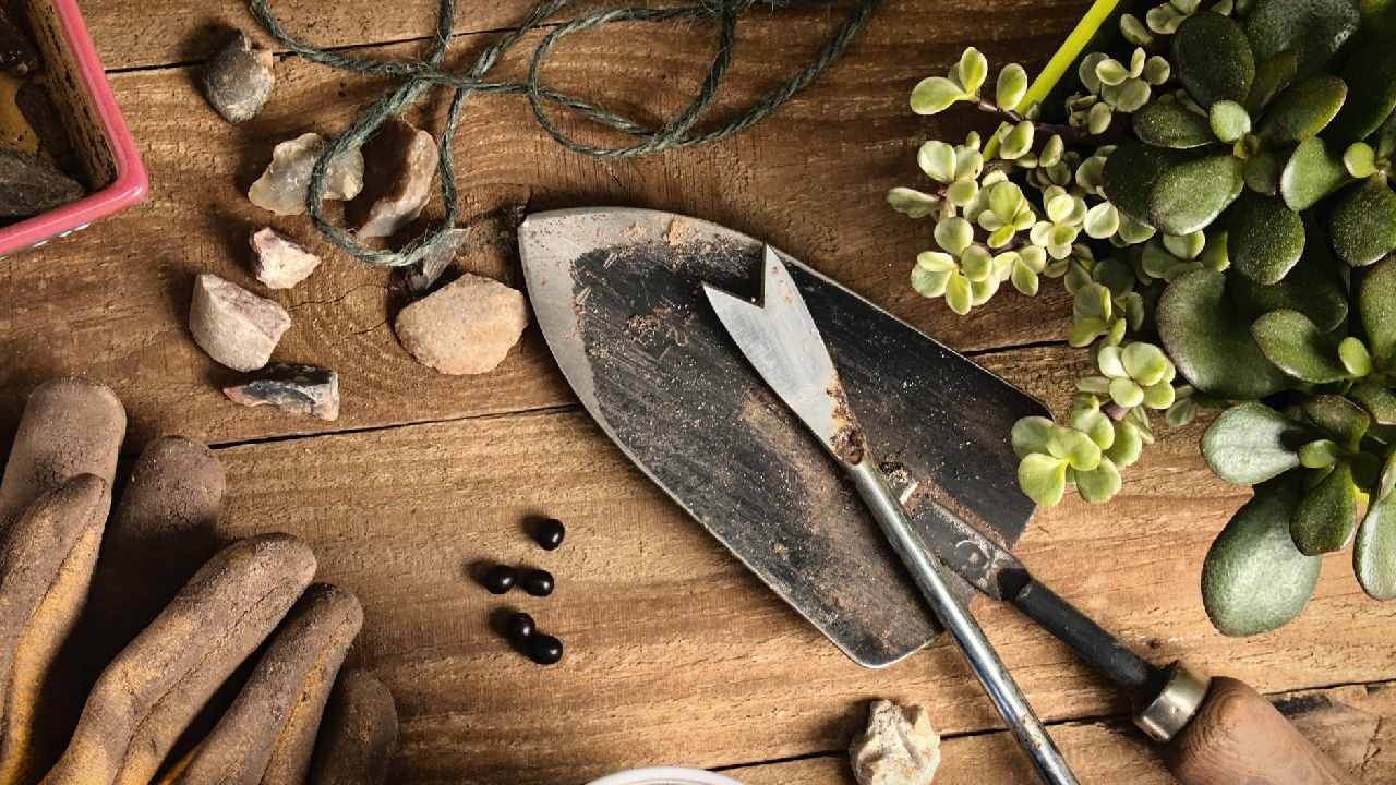 fases lunares y poda de plantas