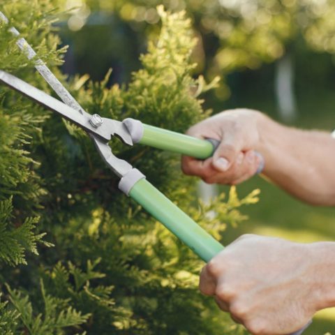 plantas cómo podarlas según la luna