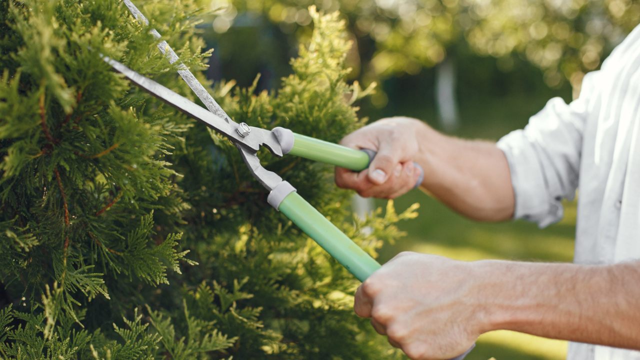 plantas cómo podarlas según la luna