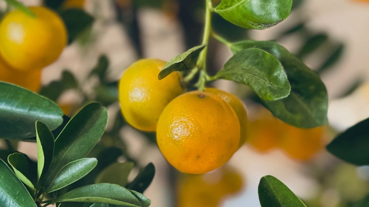 Cultivar limones dentro de mi hogar