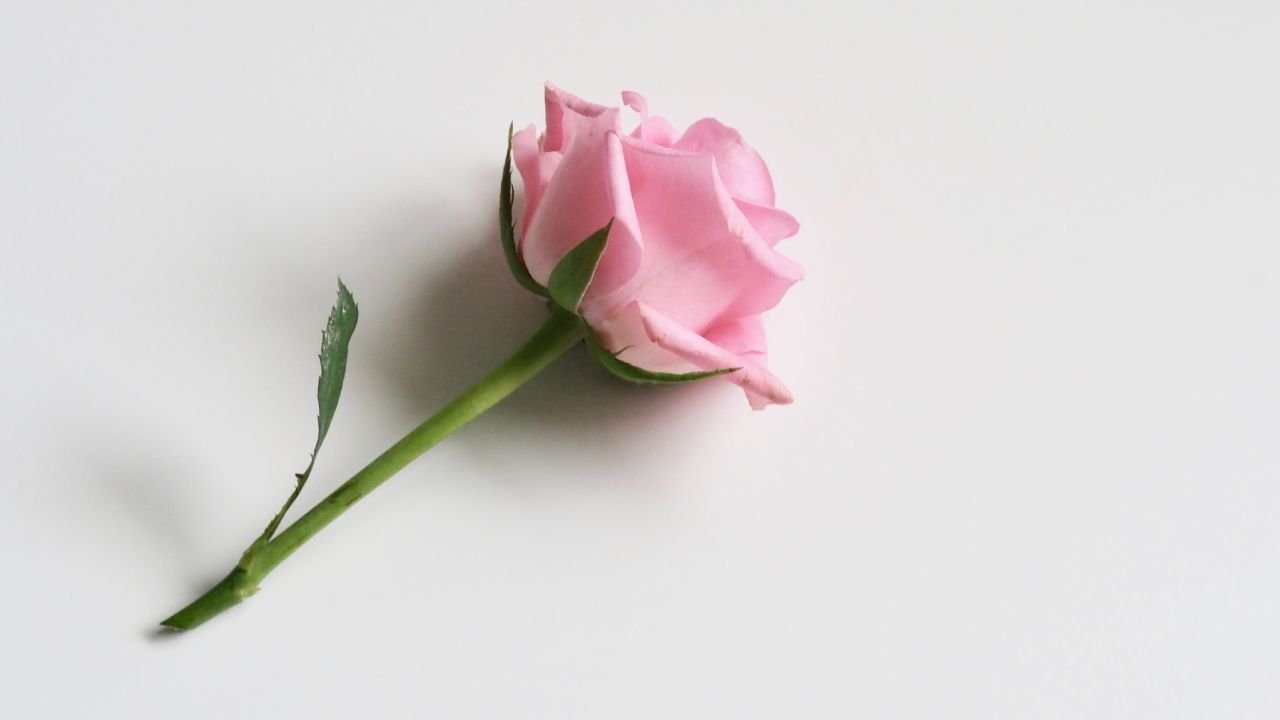 Cómo hacer crecer una rosa con una papa