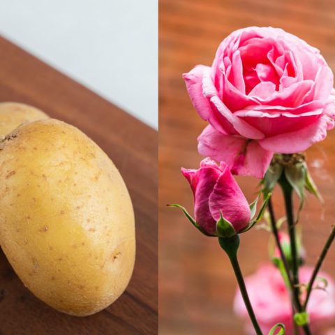 Cómo reproducir rosas con ayuda de una papa