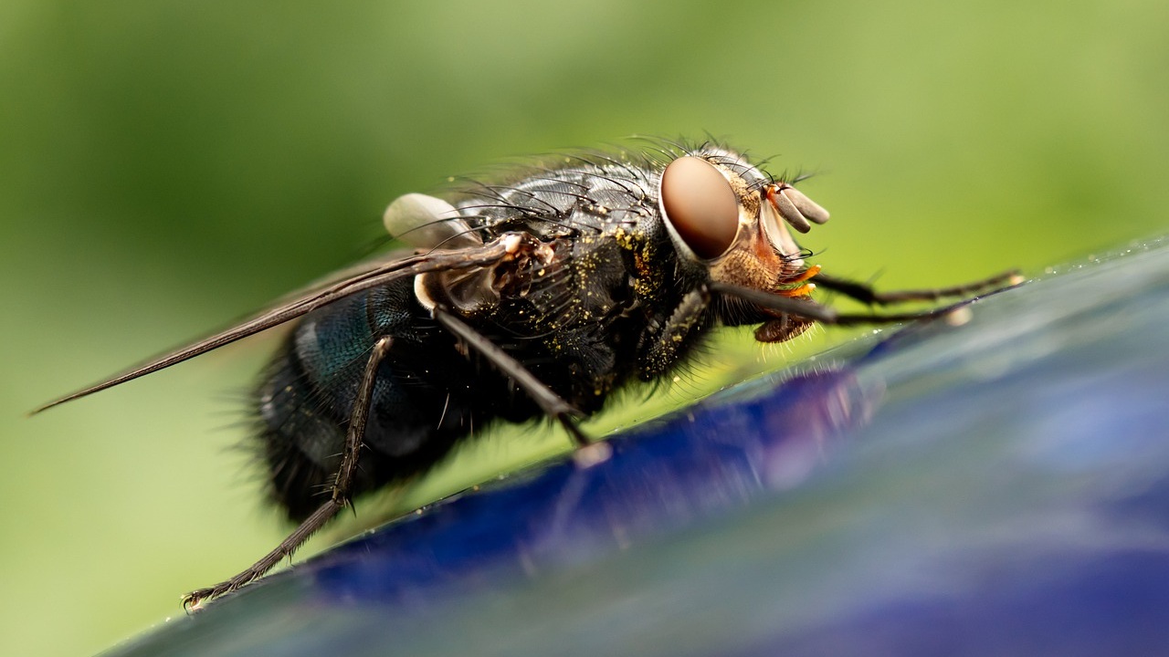 que significa tener moscas en casa