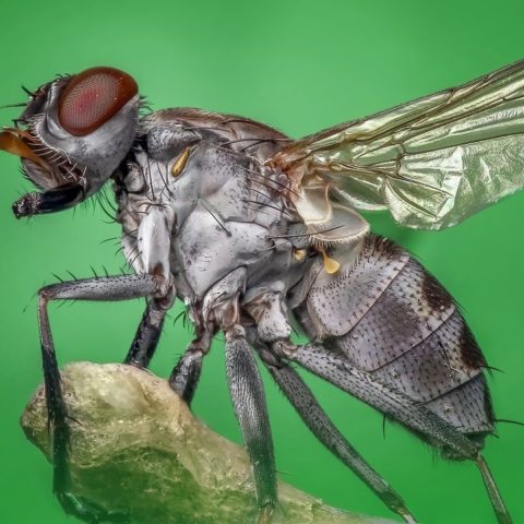 significado espiritual de encontrar moscas muertas