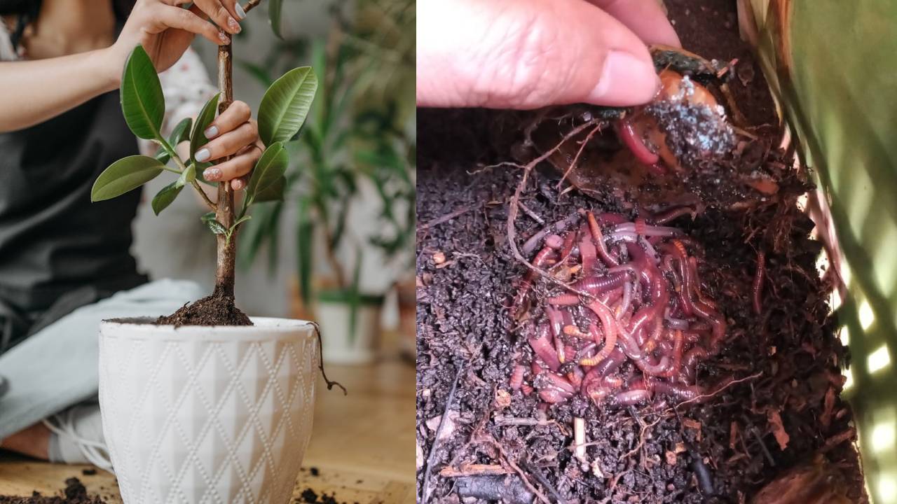 plantas con lombrices