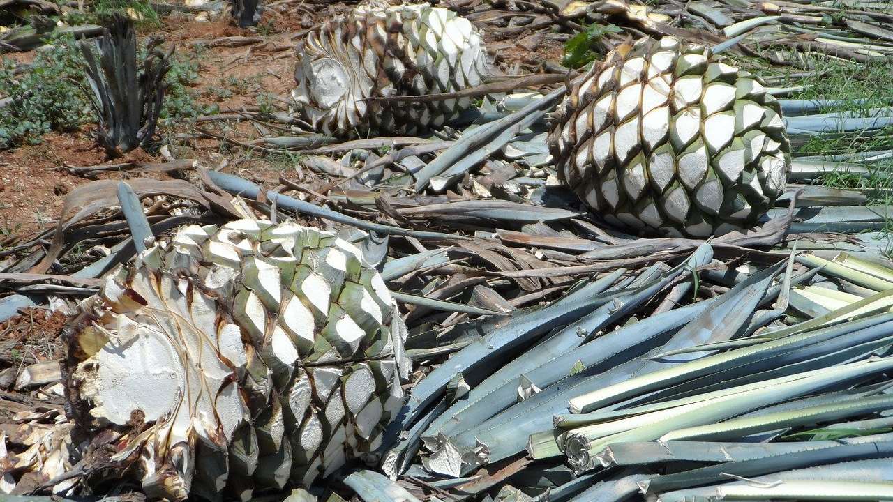 como se debe tomar tequila