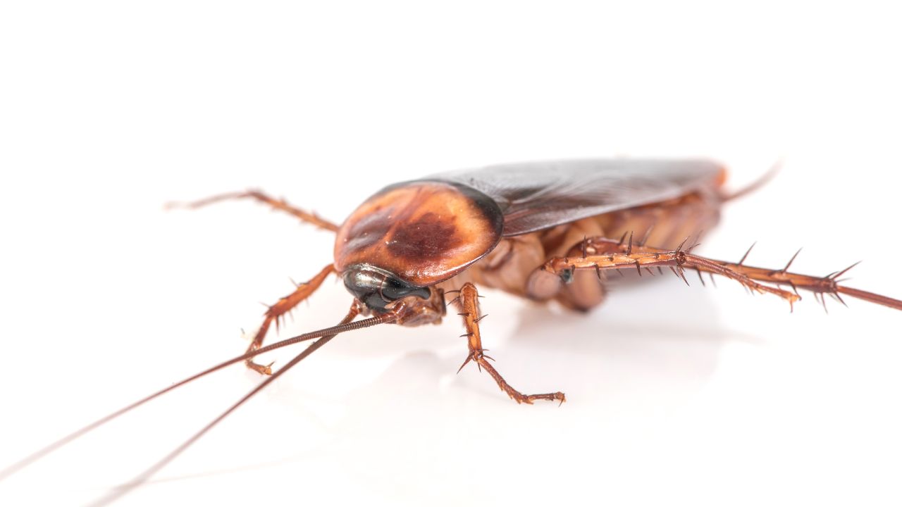 Cómo evitar las cucarachas en tu hogar