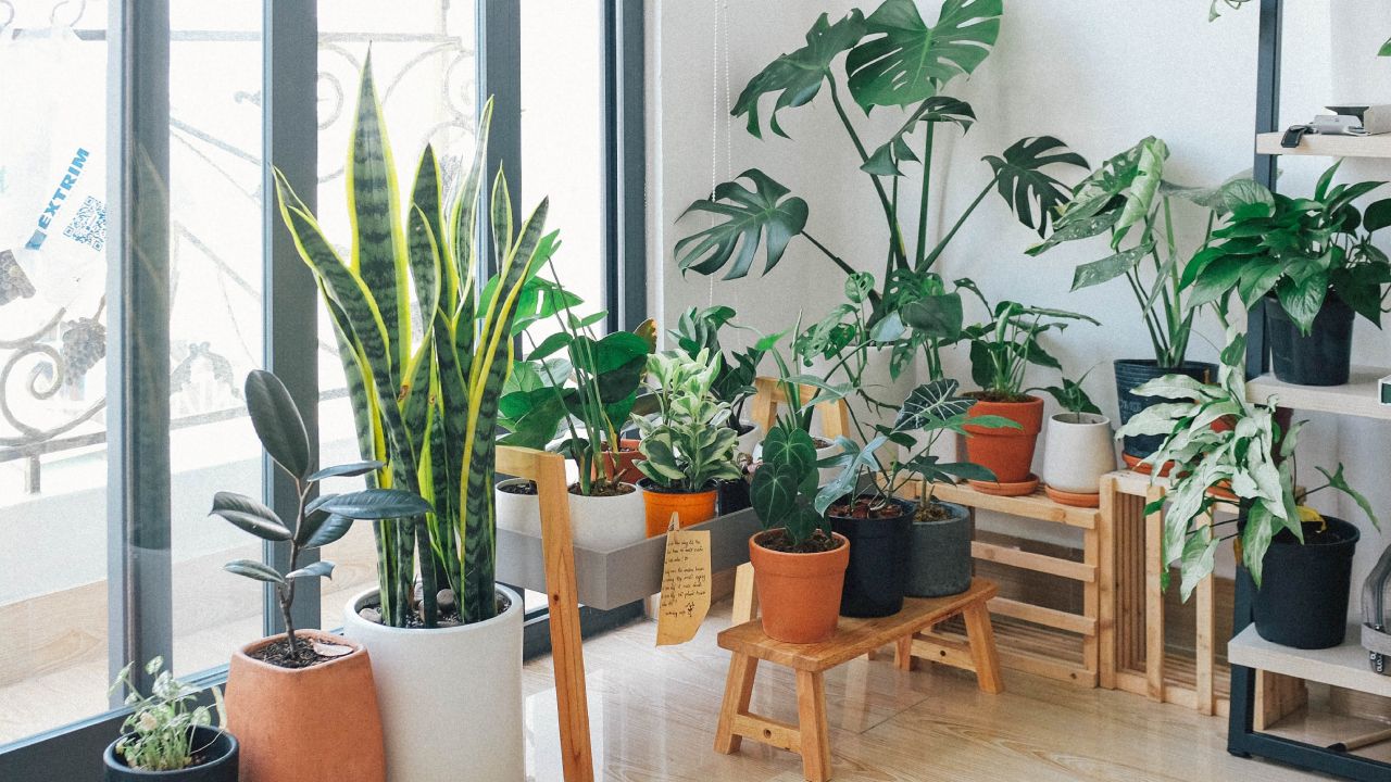 Elimina la plaga de tus plantas con este té de aguacate