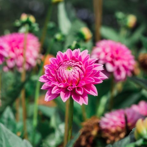 Fertilizante de avena para tus plantas