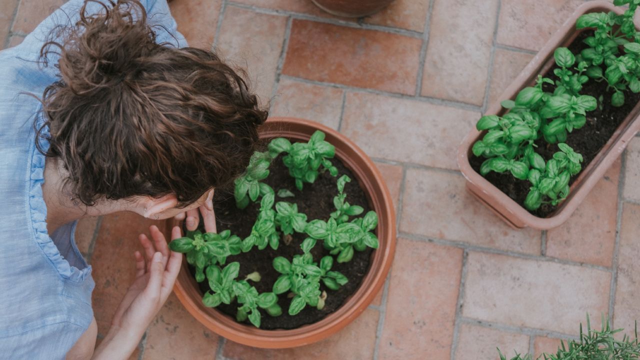 Fertilizante de naranja y zanahoria para tu jardín