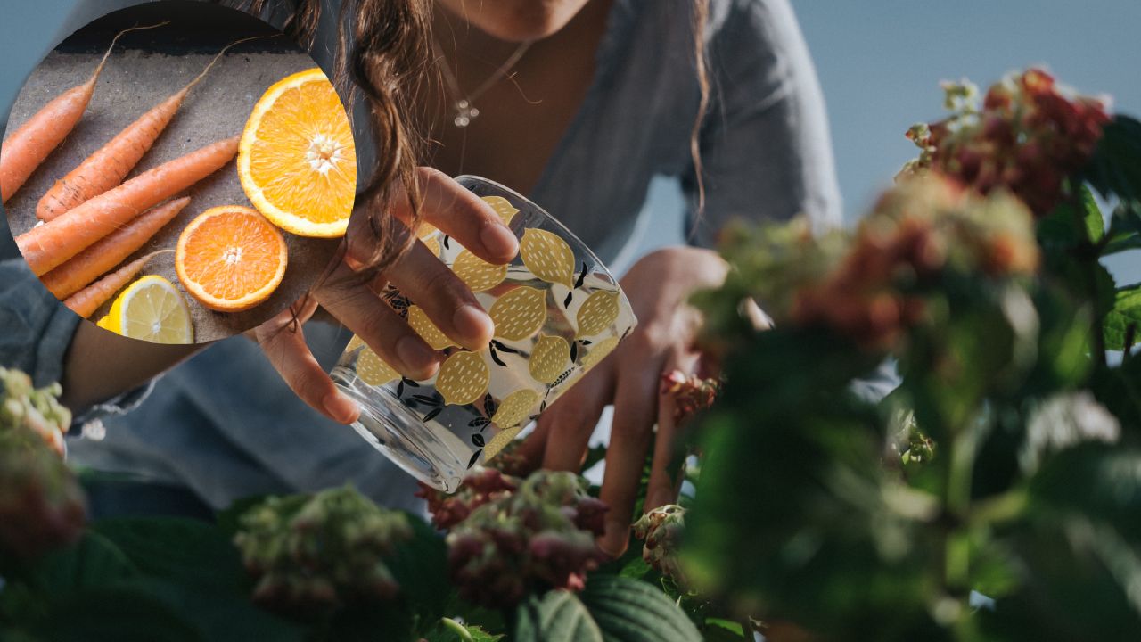 Fertilizante casero de cascara de naranja y zanahoria