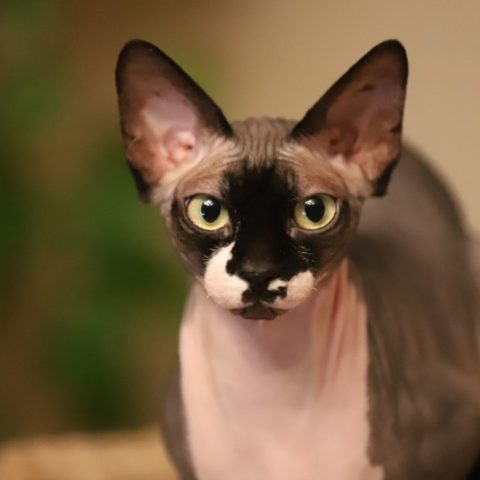 Razas de gatos perfectas para un departamento