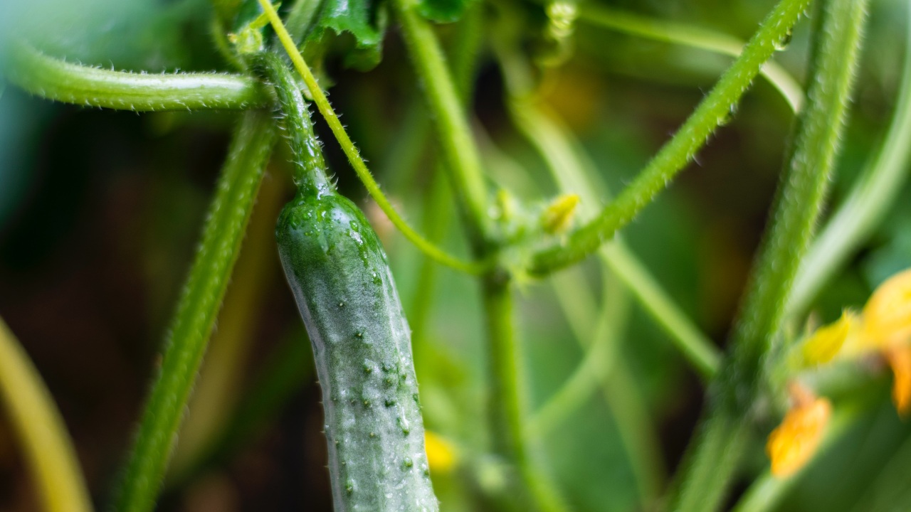 plantas para huerto que crecen rapido