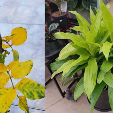 hojas amarillas falta de hierro consejos