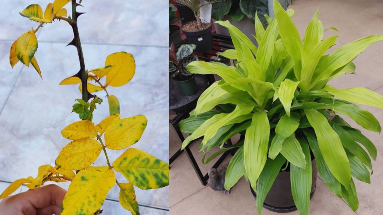 hojas amarillas falta de hierro consejos