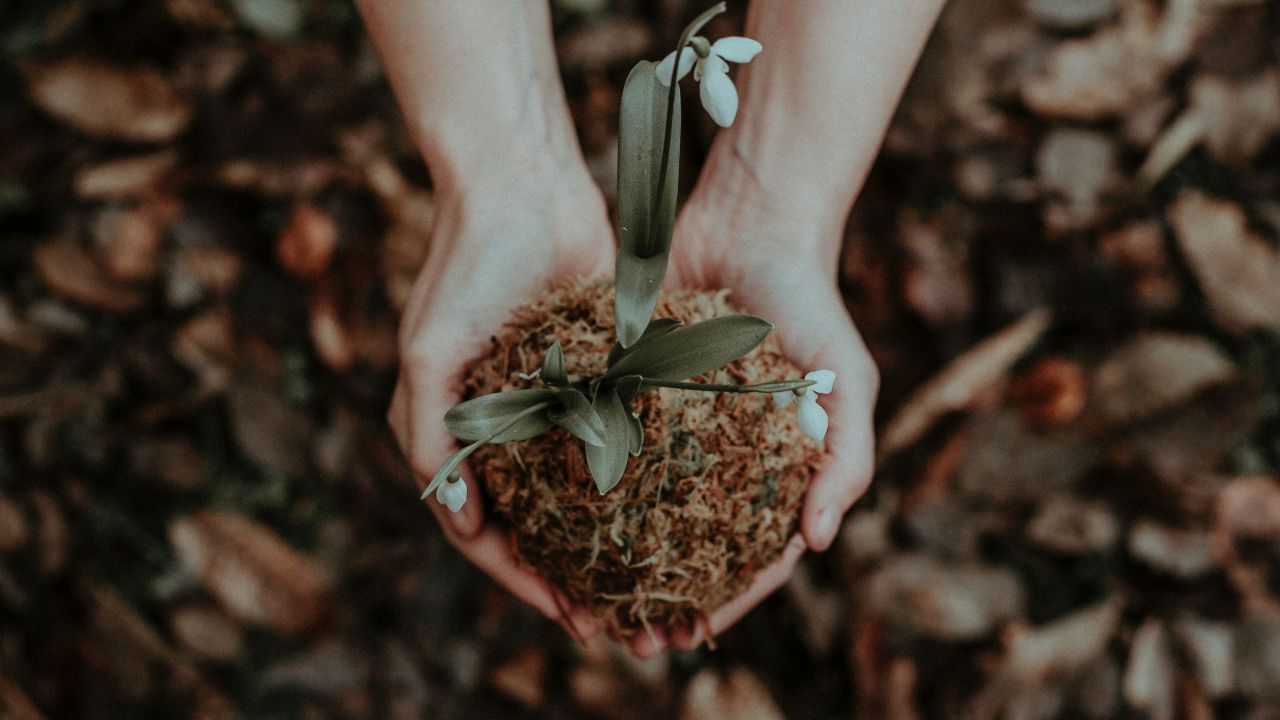 Prepara esta agua de lentejas para fortalecer las raíces de tus plantas
