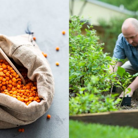 Enraizante para plantas con lentejas