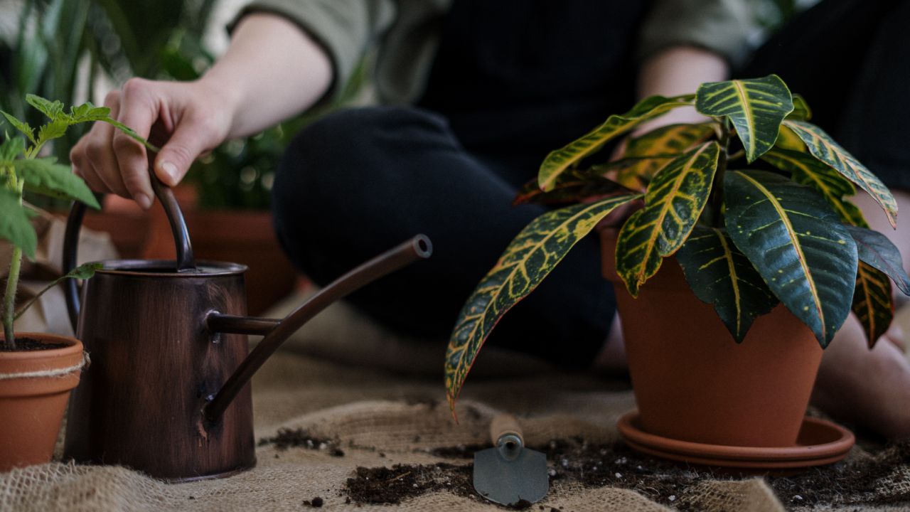 Revive las jardineras de tus plantas de interior con vinagre