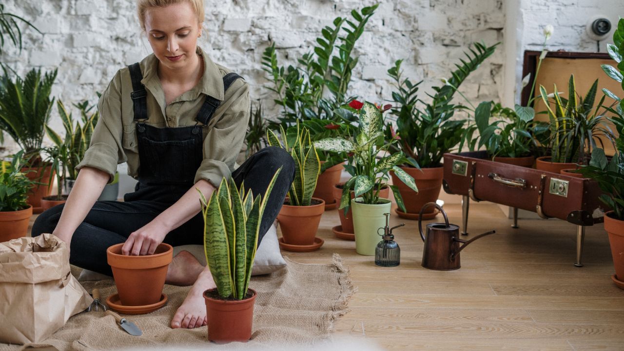 Cómo limpiar los contenedores para plantas con vinagre