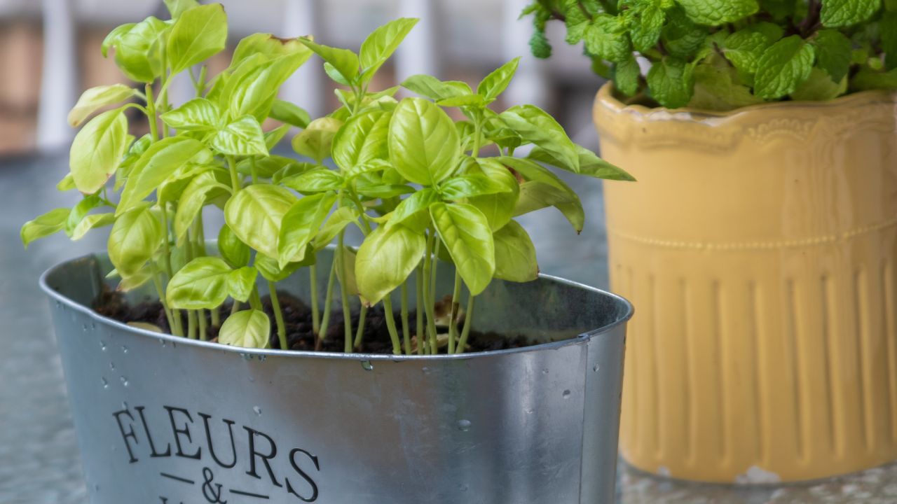 Cómo hacer crecer tus plantas aromáticas