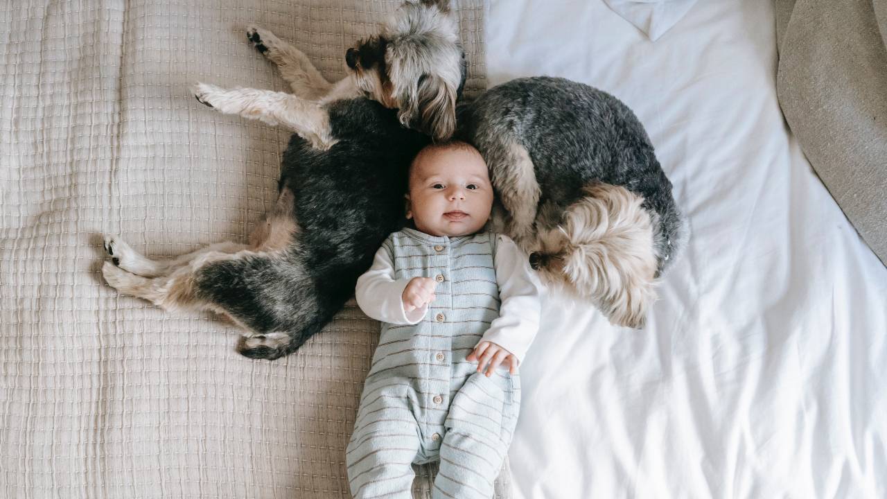 perros estresados por niños