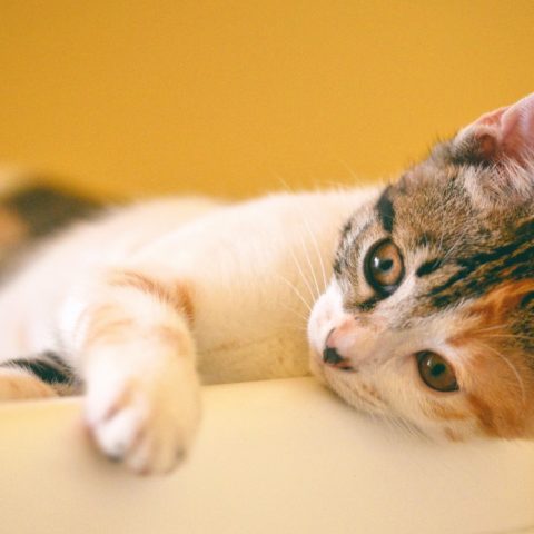 nombres de gatos que significan amor