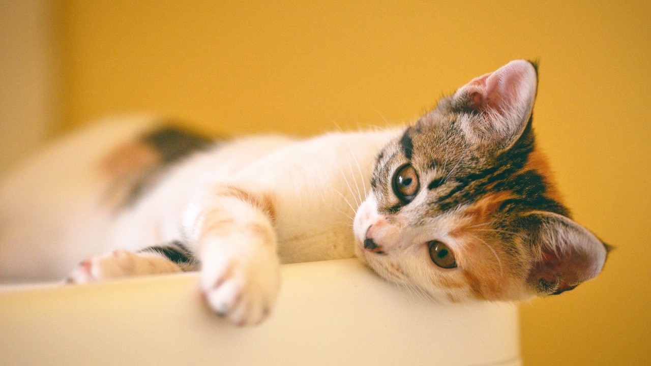 nombres de gatos que significan amor