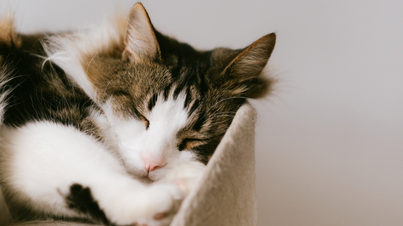 nombres tiernos para tu gato