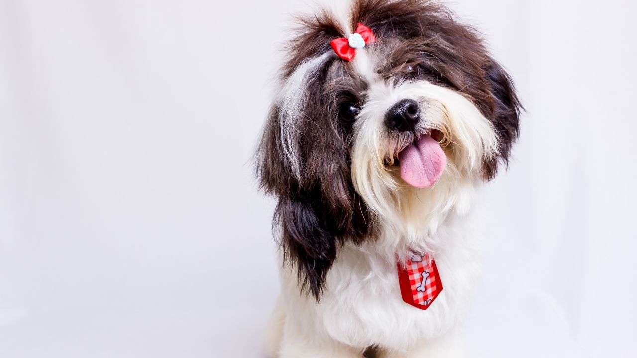 Dales un nombre diferente a tus mascotas con estas opciones en italiano