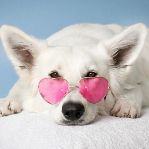 Hermosos nombres para perros en italiano