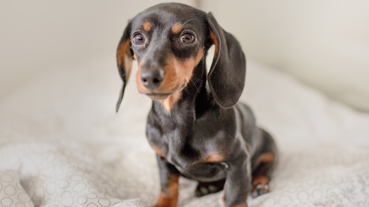 por que perro salchicha es agresivo