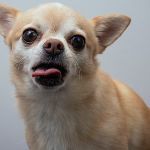 perros chiquitos que son agresivos