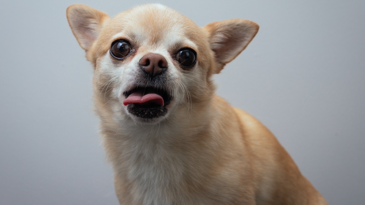 perros chiquitos que son agresivos