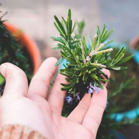 Hierbas aromáticas fáciles de cuidar