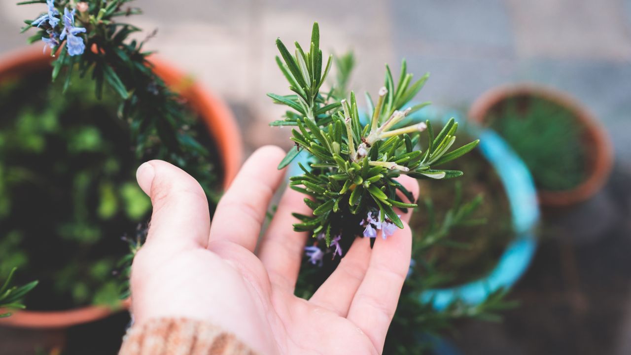 Hierbas aromáticas fáciles de cuidar