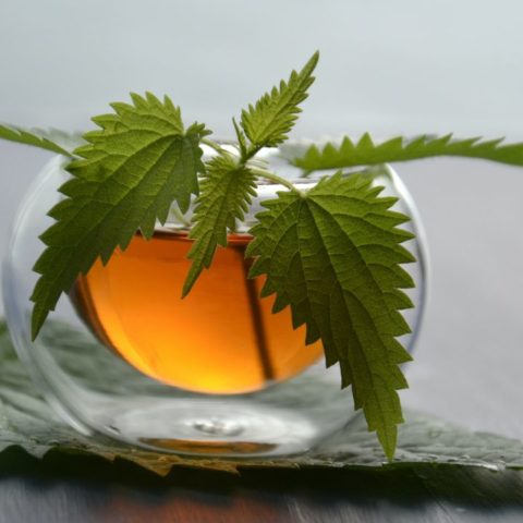 Plantas medicinales que combaten el ácido úrico