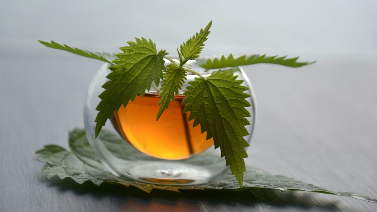 Plantas medicinales que combaten el ácido úrico